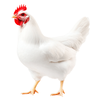 White Chicken with Red Comb and Wattles Standing on Its Legs png