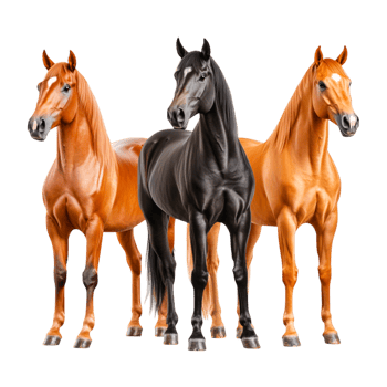 Three Distinct Horses Featuring Diverse Colors and Expressions png