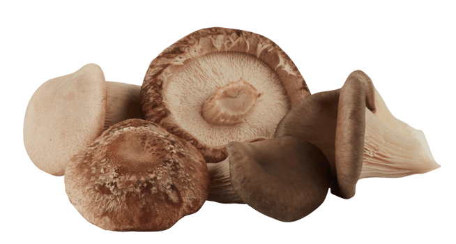 Pile of various types of mushrooms cut out isolated transparent background png