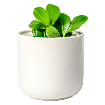 Green Potted Plant in Simple White Ceramic Pot on png