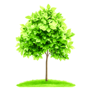 Lush Green Tree with Vibrant Leaves on a Sunny Day in Nature png