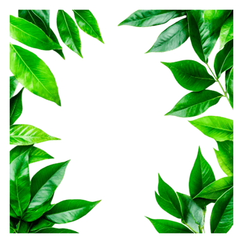 Green Leaf Border with Vibrant Tropical Foliage and Natural Elements png