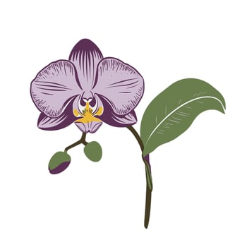An orchid with purple flowers and leaves vector