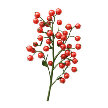 Small Red Berries on a Green Stem png