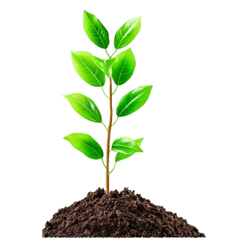 Green Plant Sprouting from Rich Soil with Lush Leaves and Sunlight png