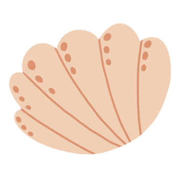 cute shell illustration png