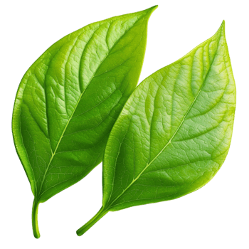 Two fresh green leaves with a smooth surface and prominent veins png