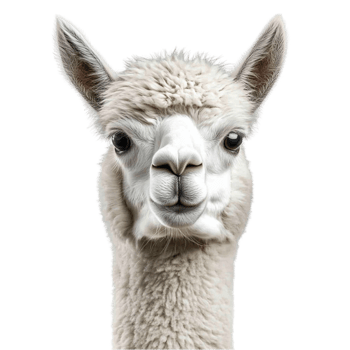 Llama Face on Transparent Background png