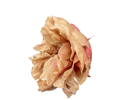 Withered rose petals on transparent background png