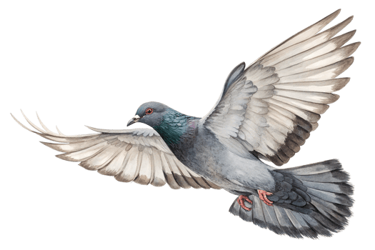 pigeon is flying isolated on transparency background png