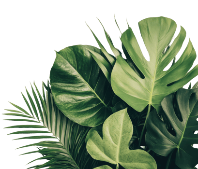 Lush green tropical leaves arranged in a corner composition png