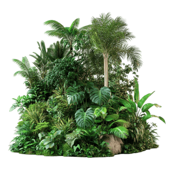 Tropical Plants and Trees png