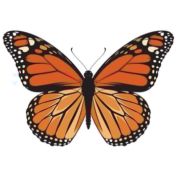 A monarch butterfly is shown on a white background vector