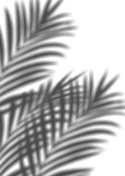 Shadow Palm Leaves silhouette ,Blurry Tropical Coconut Leaf Overlay, Element object for Spring Summer, Product Presentation png