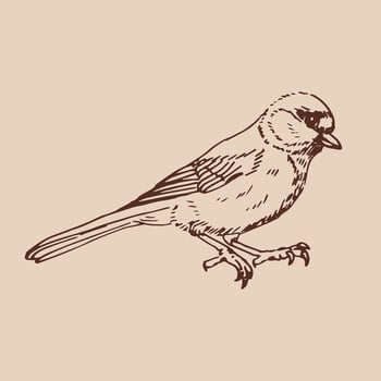 Titmouse. Hand drawn illustration vector