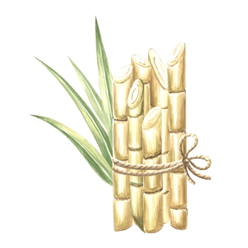 Sugarcane stems and leaves bunch tied rope. Bamboo. Hand drawn watercolor illustration isolate. Fresh sweet stalks for sugar production. Ingredient for rum, alcoholic drinks. Clipart for food design. png