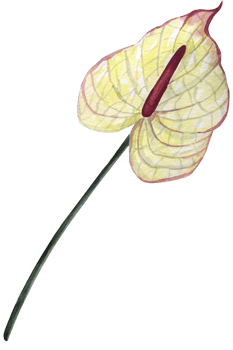 Watercolor anthurium flower illustration. Hand drawn illustration of tropical exotic plant. Botanical drawing for greeting cards or wedding invitations in jungle style. png