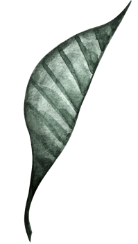 Watercolor illustration green leaves clip art. Watercolor botanical element for design. Floral design elements. png