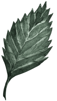 Watercolor illustration green leaves. Watercolor botanical element for design. Floral elements. png