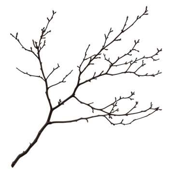 dry branch with intricate offshoots, showcasing delicate structure and natural beauty. This unique piece of nature can enhance various artistic and decorative projects png