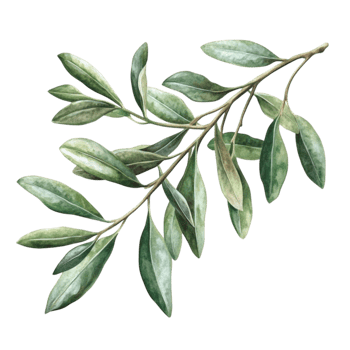 Delicate Watercolor Branch with Soft Green Leaves png