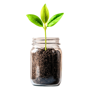 Green Plant Growing in Jar with Soil Isolated on png