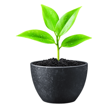 Young Green Plant Growing in Black Pot with Fresh Soil png