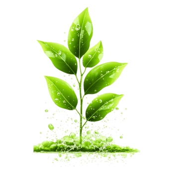 Fresh Green Plant Sprouting from Moist Soil with Water Drops png