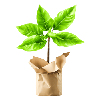 Young Green Plant Growing in Brown Paper Container on png