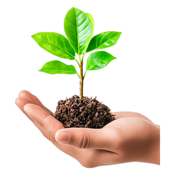 Young Plant in Hand Symbolizing Growth and Nurturing Nature Today png