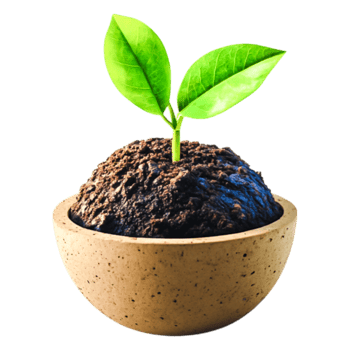 Fresh Green Plant Growing in Natural Pot with Soil and Leaves png