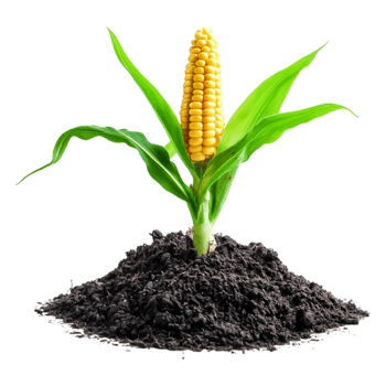 Fresh Corn Plant with Yellow Ears Growing from Dark Soil png