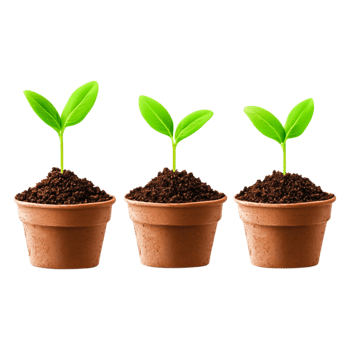 Three Small Green Seedlings Growing in Brown Pots with Soil png