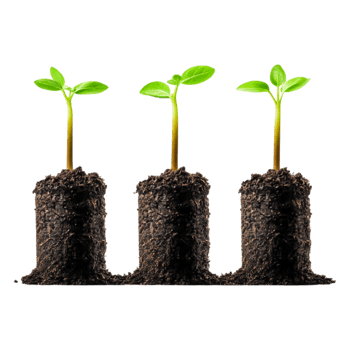 Fresh Green Sprouts Emerging from Rich Dark Soil in Rows png