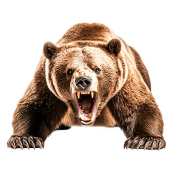 Fierce Grizzly Bear Roaring with Open Mouth and Sharp Teeth png