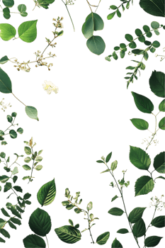 Green Leaves and White Flower Frame on Transparent Background png