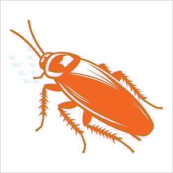 Realistic Cockroach Insect Illustration with Detailed Legs and Antennae for Pest Control and Entomology Design vector