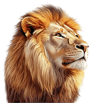 A lion head with a mane and a mane png