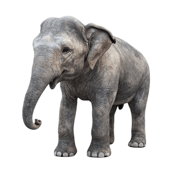 An elephant standing png