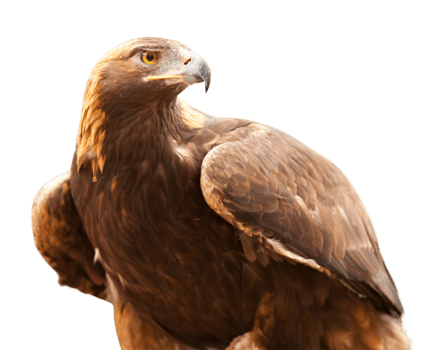 Beautiful California Golden Eagle Isolated. Transparent. png