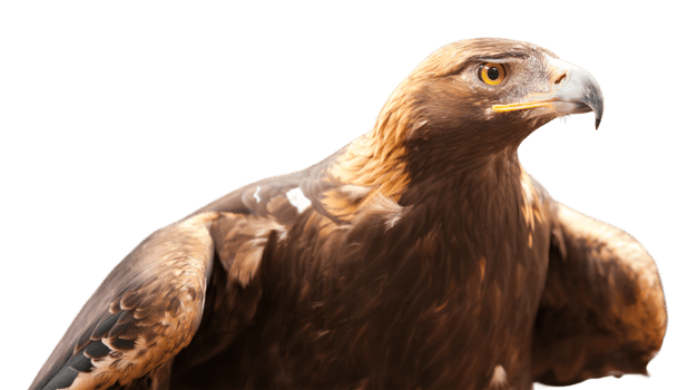 California Golden Eagle Isolated. Transparent . png