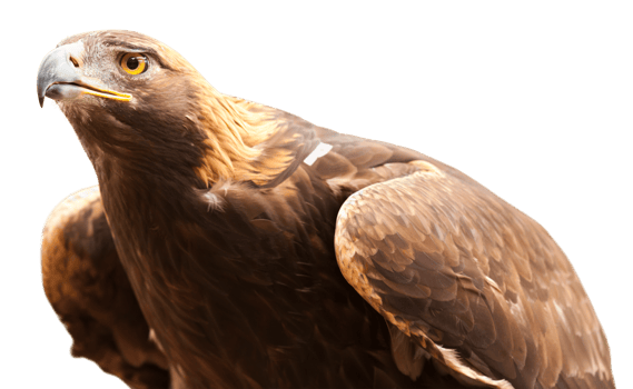 Intense California Golden Eagle Isolated. Transparent . png