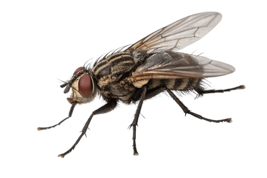 A housefly macro shot, featuring detailed body segments, transparent wings, and strikingly red eyes, offering an intense look at its structure png