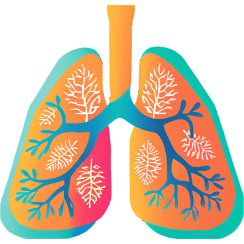 Parts of the body - Trachea and Lungs png