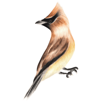 A waxwing bird sitting on the ground. Birds clipart. For scrapbooking, postcards. Hand-drawn watercolor illustration png