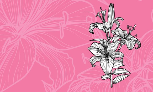 Hand drawn outline of tiger lily flowers with petals and leaves. Elegant black outline of a summer flower on a pink background. Easy to edit and ready to be used vector