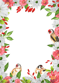 Rectangular frame with white chrysanthemum, red zinnia, barberry branchlets, green leaves, goldfinch birds. Birds garden clipart. Hand-drawn watercolor illustration png