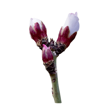 flower on a branch png