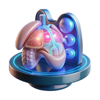 3D Model Human Respiratory System with Lungs, Bronchi, and Alveoli png