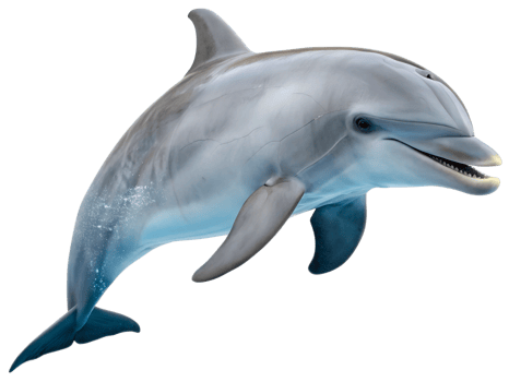 Dolphin isolated on the transparent background. Marine underwater wildlife png